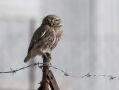 Little Owl, Greece 25th of May 2010 Photo: Klaus Dichmann