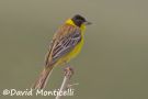 Black-headed Bunting, male, Turkey 31st of May 2010 Photo: David Monticelli