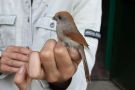 Vinous-throated Parrotbill, Italy 7th of June 2010 Photo: Aleix Comas