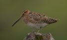 Common Snipe, Faeroes Islands 20th of June 2010 Photo: Silas K.K. Olofson