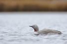 Red-throated Loon, ad. sodr., Sweden 21st of June 2010 Photo: Daniel Pettersson