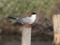 Common Tern, Greece 24th of May 2010 Photo: Klaus Dichmann