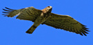 Short-toed Snake Eagle, Spain 6th of May 2010 Photo: Hans Henrik Larsen
