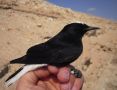 White-crowned Wheatear, 3cy+, Israel 19th of March 2009 Photo: Simon Sigaard Christiansen