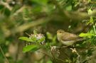Willow Warbler, Denmark 26th of June 2010 Photo: Christian Eilers