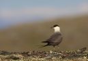 Long-tailed Jaeger, Norway 9th of July 2010 Photo: Espen Lie Dahl