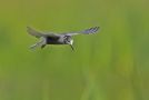 Black Tern, Sweden 11th of July 2010 Photo: Tomas Lundquist