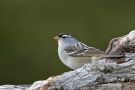 White-crowned Sparrow, Canada 17th of May 2010 Photo: Henry Lehto