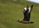 Great Skua, Norway 18th of July 2010 Photo: Carsten Siems
