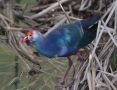 Western Swamphen, Thailand 17th of December 2007 Photo: Ole Amstrup