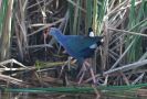 Western Swamphen, Thailand 17th of December 2007 Photo: Ole Amstrup