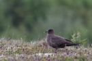 Parasitic Jaeger, Iceland 4th of July 2010 Photo: Steen E. Jensen