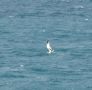 White-tailed Tropicbird, Puerto Rico 20th of May 2010 Photo: Jens Thalund