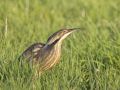 American Bittern, Note also the recording of this bird., Canada 21st of May 2010 Photo: Henry Lehto