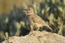 Crested Lark, Greece 27th of May 2010 Photo: Lars Rostgaard