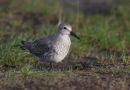 Red Knot, Denmark 16th of January 2007 Photo: Ole Amstrup