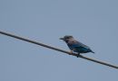 Indian Roller, Thailand 17th of December 2007 Photo: Ole Amstrup