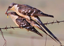 Great Spotted Cuckoo, Kærlighed ved daggry., Spain 8th of May 2010 Photo: Hans Henrik Larsen