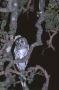 African scops owl, Tanzania 30th of July 1986 Photo: Erik Biering