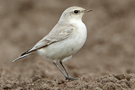 Northern Wheatear, 'diluted', Denmark 23rd of August 2010 Photo: Gerner Majlandt