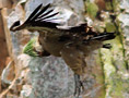 Griffon Vulture, Grib med grøn paryk., Spain 7th of May 2010 Photo: Hans Henrik Larsen