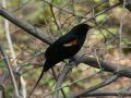 Red-winged Blackbird, USA 19th of April 2008 Photo: Michael Frank Nielsen