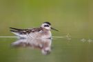 Red-necked Phalarope, juvenile, Sweden 30th of August 2010 Photo: Daniel Pettersson