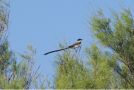 Fork-tailed Flycatcher, Argentina 4th of January 2010 Photo: Mette H. H. Hansen