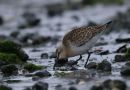 Curlew Sandpiper, Faeroes Islands 10th of September 2010 Photo: Silas K.K. Olofson