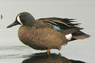 Blue-winged Teal, Canada 19th of May 2010 Photo: Allan Kjær Villesen