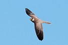 Red-footed Falcon, 1cy, Denmark 13th of September 2010 Photo: Helge Sørensen