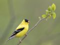 American Goldfinch, Canada 9th of May 2010 Photo: Henry Lehto