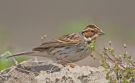 Little Bunting, China 28th of April 2010 Photo: Tomas Lundquist
