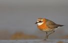 Lesser Sand Plover, China 28th of April 2010 Photo: Tomas Lundquist