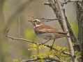 Dusky Thrush, China 30th of April 2010 Photo: Tomas Lundquist