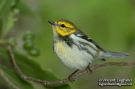 Black-throated Green Warbler, Use the same crew and rewind, Azores 10th of October 2009 Photo: Vincent Legrand