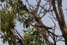 Great Spotted Cuckoo, Spain 24th of June 2010 Photo: Leif Høgh Olsen