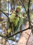 Rose-ringed Parakeet, The 