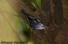 Black-and-white Warbler, Azores 28th of October 2009 Photo: David Monticelli