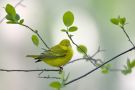 American Yellow Warbler, Canada 9th of May 2010 Photo: Henry Lehto