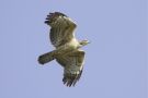 Crested Honey Buzzard, China 22nd of September 2010 Photo: Terry Townshend