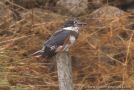 Belted Kingfisher, Fishing into the rain..., Azores 1st of October 2010 Photo: Vincent Legrand