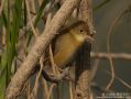 Thick-billed Warbler, China 5th of October 2010 Photo: Martinez Jonathan