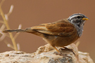 House Bunting, The color of House Bunting, Morocco 1st of May 2010 Photo: Tomas Svensson