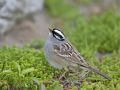 White-crowned Sparrow, Canada 13th of May 2010 Photo: Henry Lehto