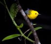 Prothonotary Warbler, Costa Rica 10th of March 2010 Photo: Christine Raaschou-Nielsen
