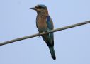 Indian Roller, India 9th of February 2010 Photo: Bo Jensen