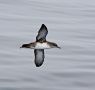 Balearic Shearwater, Portugal 31st of August 2009 Photo: Christer Brostam