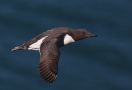 Common Murre, Russian Federation (outside WP) 9th of July 2010 Photo: David Erterius