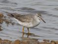 Grey-tailed Tattler, Russian Federation (outside WP) 10th of June 2010 Photo: David Erterius